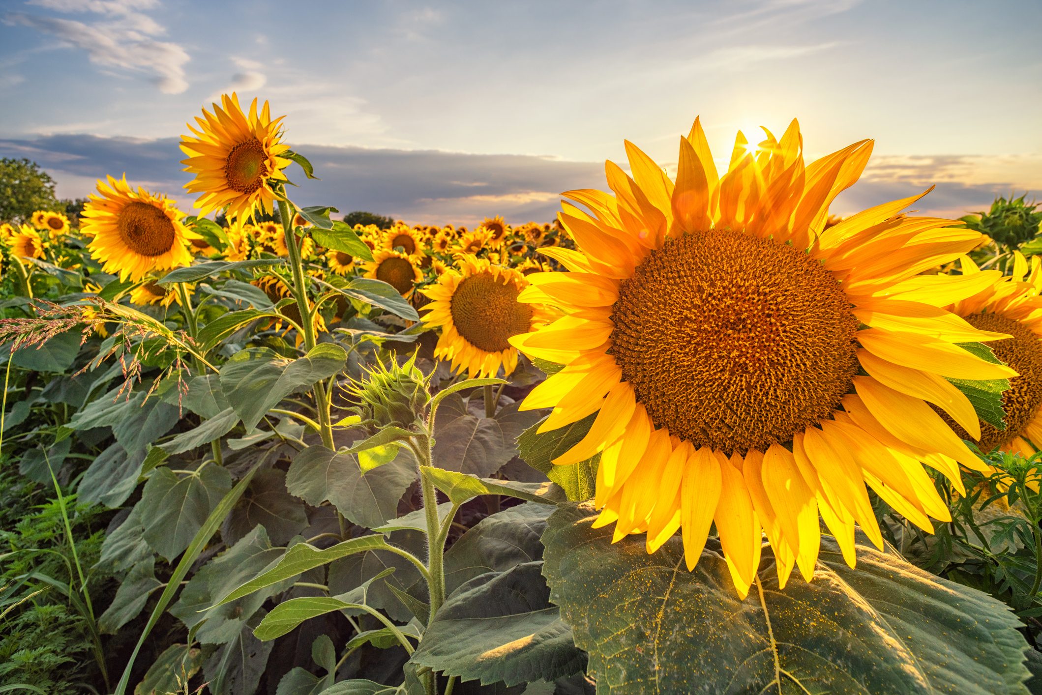 Da aprile in pagamento il conferimento del girasole