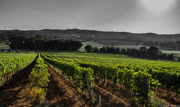 Cooperazione in Agricoltura 57